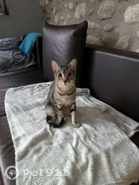 Jeune chat tigré perdu à Perpignan - photo