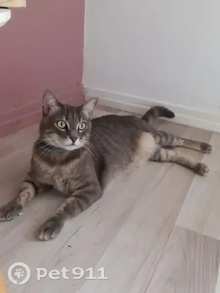 Chat perdu, Impasse du Peu, Touvre - photo