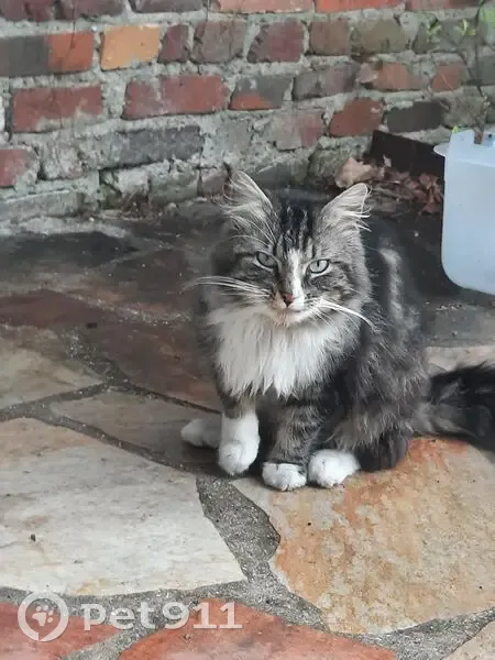 Chat trouvée oreille fendue à Neuilly-Plaisance - photo