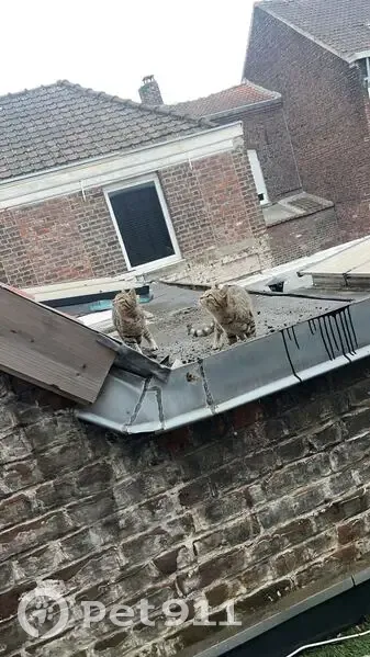 Chat trouvé avec 2 chats et un tigre, Tourcoing - photo