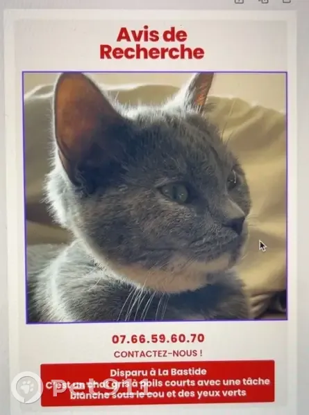 Chatte perdue Mira, grise, yeux verts, Limoges - photo