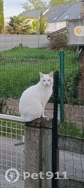 Chat mâle blanc perdu, yeux bleus, Redon - photo