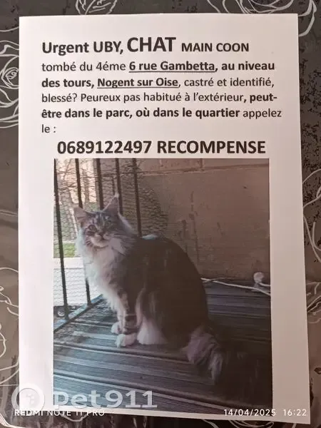 Chat gris clair perdu à Nogent-sur-Oise - photo