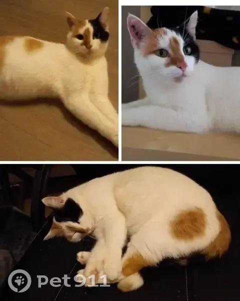Chat perdue à Talant : Stella, aide SVP - photo