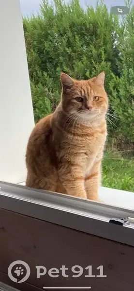 Chat roux tigré perdu à Marchaux-Chaudefontaine - photo