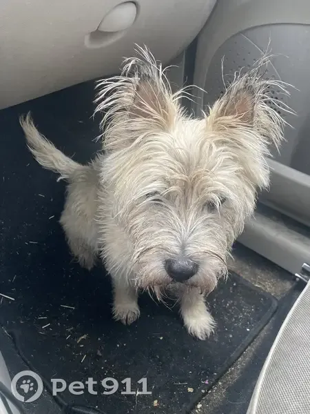 Chien trouvé gentil Route de Clèon 630 - photo