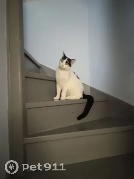 Chat perdu : blanc/noir, 2 ans, Aubergenville - photo