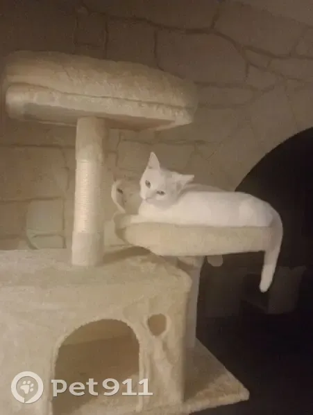 Chat blanc perdu, méfiant à Pierreville - photo