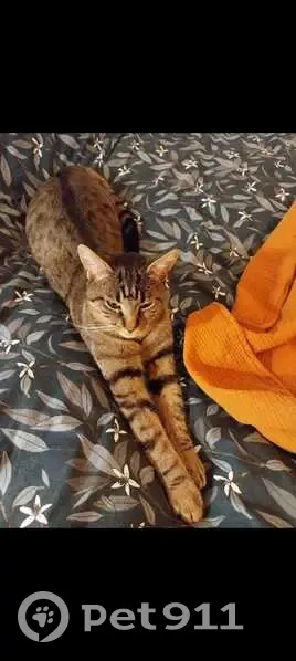 Chat tigré perdu à Lésigny (77) - photo