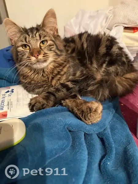 Chatte jeune trouvée à Arras, craintive et câline - photo