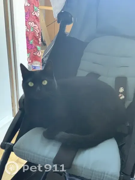 Chatte noire perdue à Châtillon - photo