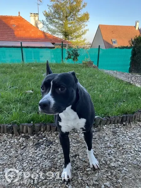 Chien perdu noir/blanc, oreille tombante - photo