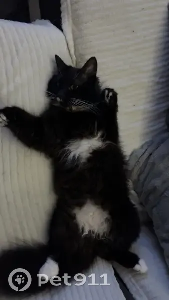 Chatte noire angora perdue à Château-Gontier - photo