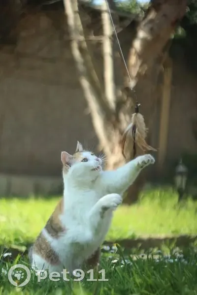 Chat perdue, tâche cœur patte, Palaiseau - photo