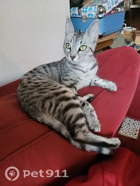 Chatte grise perdue, Allée Baco, Nantes - photo