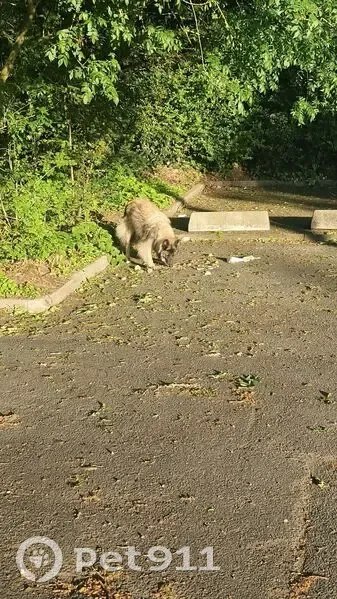 Chien marron trouvé, Avenue Abel Gance, Nantes - photo