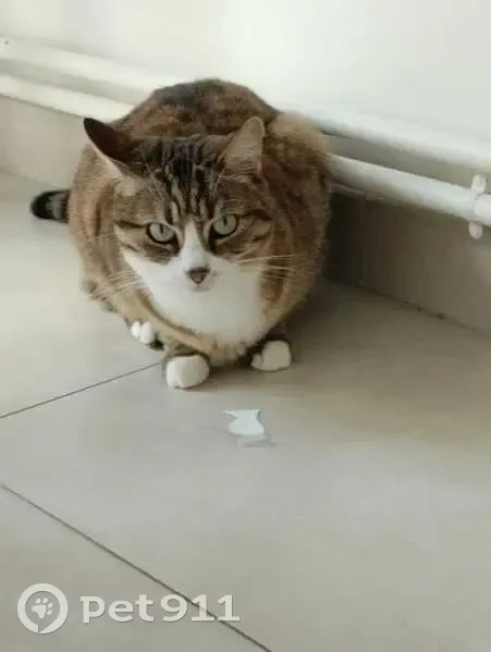 Chatte tigrée perdue à Tours - photo