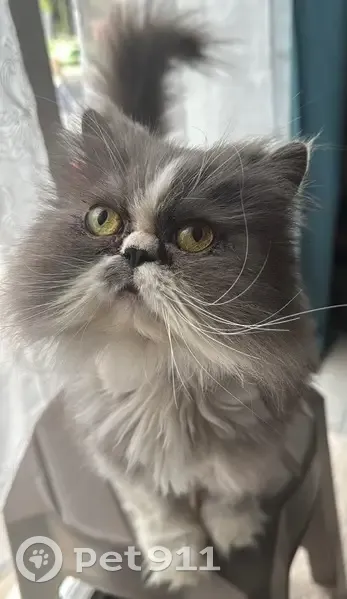 Chatte stérilisée perdue à Billère - photo