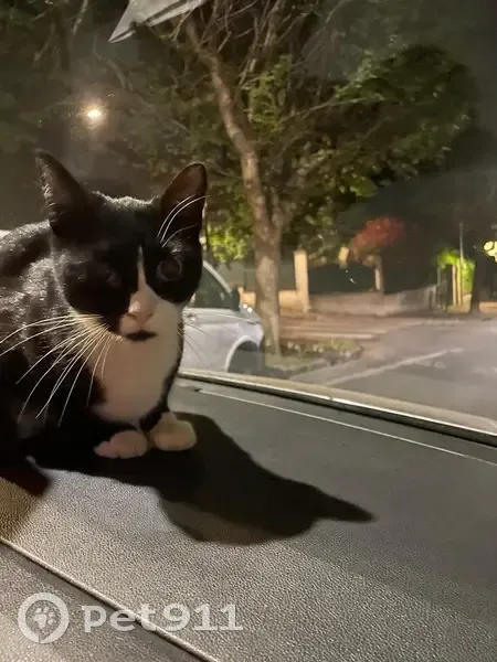 Chat trouvé au Raincy, œil droit voilé - photo