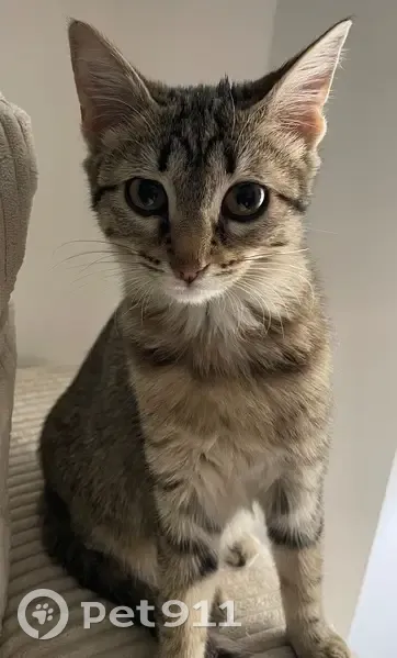 Chat trouvé dans un sac, rue Paradoux, Toulouse - photo