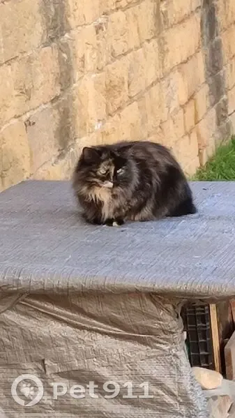 Chatte écaille, jeune, aperçue à Lyon - photo