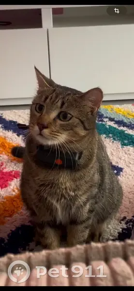 Chat tigré perdu avec collier noir, Blanquefort - photo