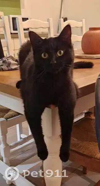 Chatte noire perdue à Briscous - photo
