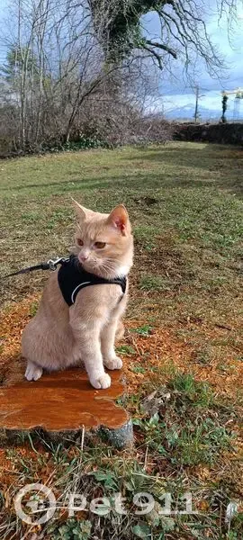 Chat roux tigré perdu à Annemasse - photo