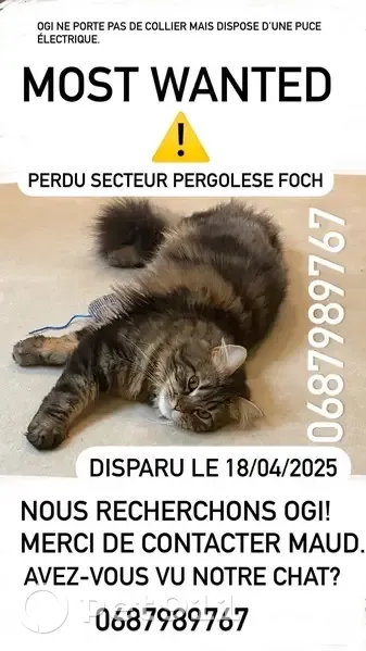 La première fois que j'ai perdu mon chat Quoi faire j'ai