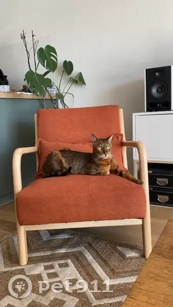 Chat perdu Taïka, peureux, rue Lacornée - photo