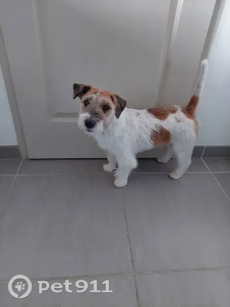 Chien perdu à Sadirac : Jack Russel tricolore - photo