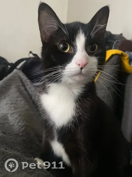 Chat de 10 mois perdu à Bordeaux - photo