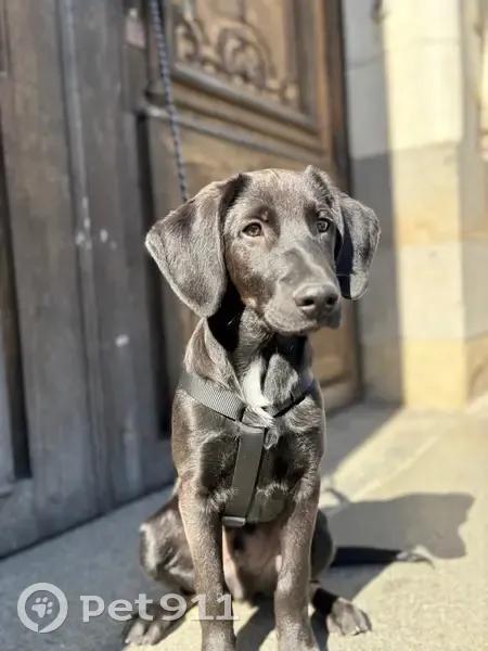 Chien perdu à Le Verger : Labrador-Beauceron - photo