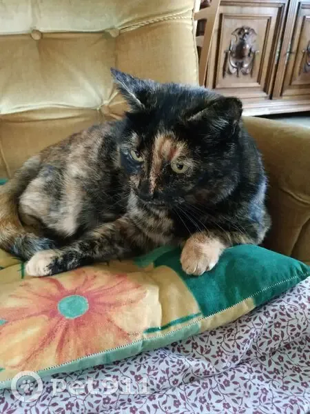 Chat perdue : Écaille de tortue craintive - photo
