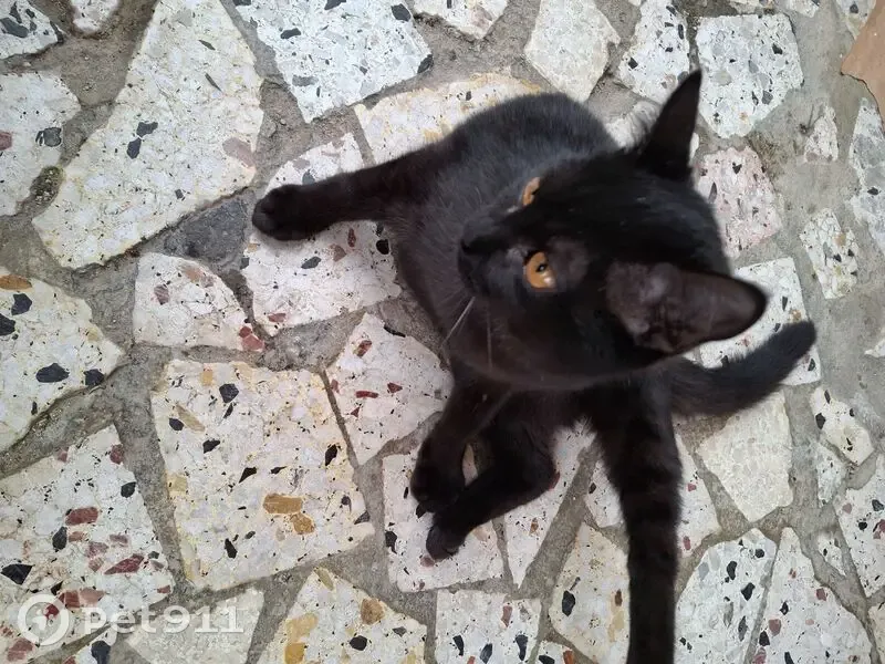 Jeune chatte noire blessée trouvée à Marseille - photo
