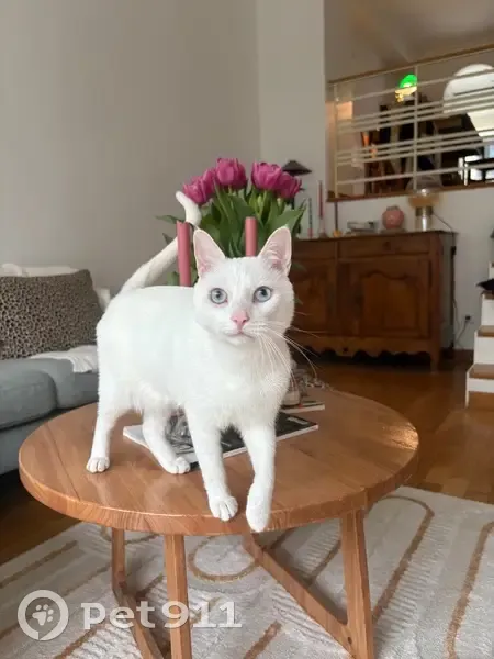Chat blanc perdu, yeux bleus, Puteaux - photo