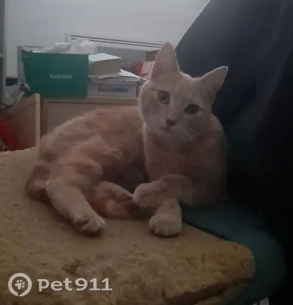 Chatte crème trouvée, attaque les poules - photo