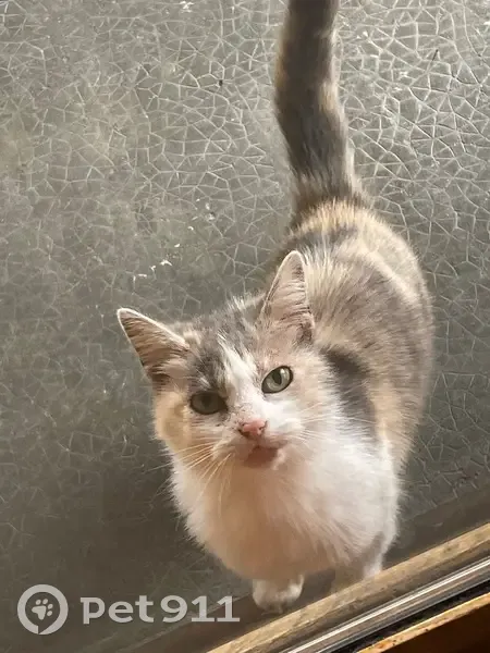 Chat tricolore trouvé sous terrasse 574 - photo