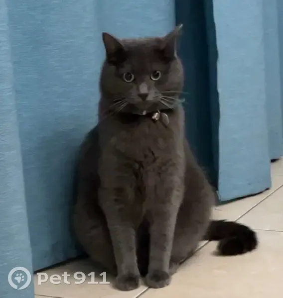 Chat gris perdu, collier bleu, Les Sables - photo