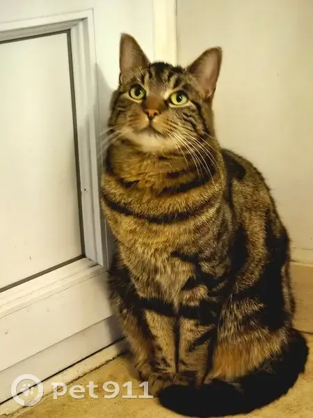 Chat perdu : Kiko, sociable et castré - photo