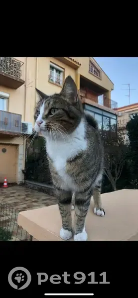 Chat perdu, queue cassée, Rue Bouvreuils - photo