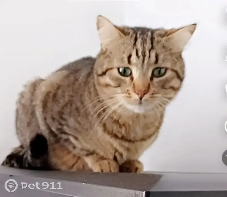 Chat perdu : Thor, européen gris rayé - photo