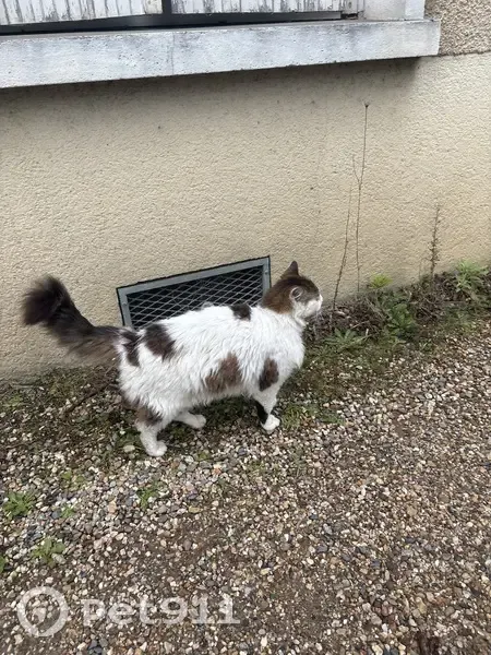 Chat trouvé, câlins urgents, Rue de Vern - photo