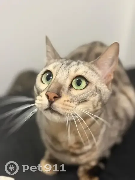 Chat Bengal gris perdu à Vincennes - photo