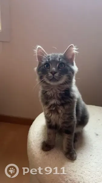 Chatte sociable perdue à Vandœuvre - photo