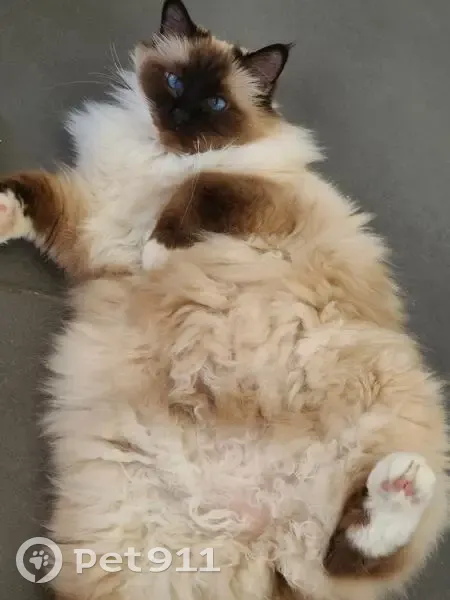 Chatte sacrée de Birmanie perdue à Offemont - photo