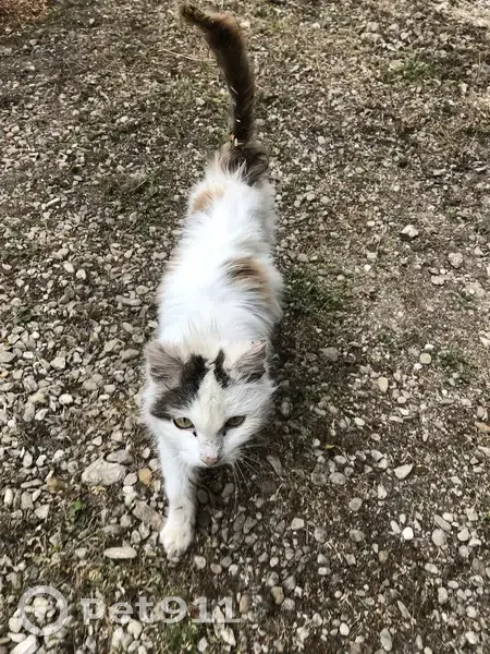 Chat sociable malade trouvé à Leschères - photo