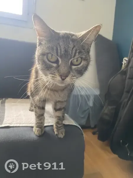 Jeune chatte câline trouvée à Toulouse - photo