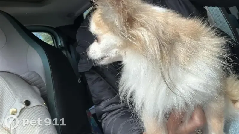 Chien sable mâle trouvé, Cabriès - photo