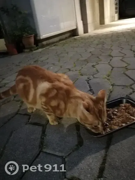 Chat roux et blanc trouvé, rue Pétion, Paris - photo